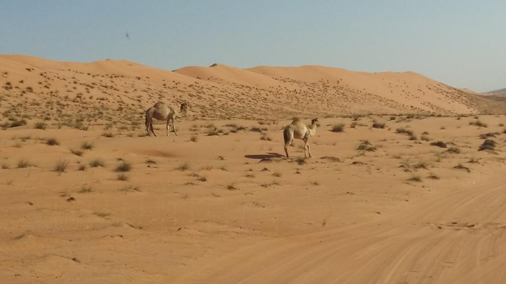 Silent Dunes Camp Ḩawīyah Exteriör bild